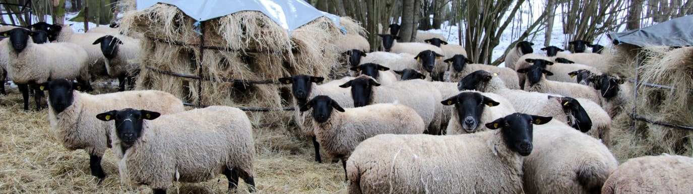 Ovce plemene Suffolk